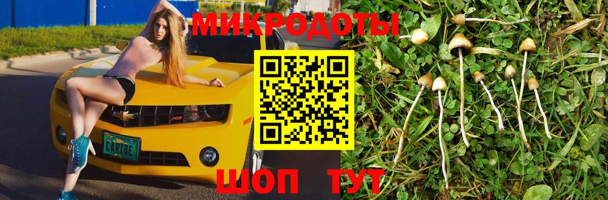 Галлюциногенные грибы Psilocybe Карасук